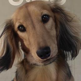 Stetson - Dachshund