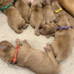 Purple Collar - Dark golden female Golden Retriever puppy in Turtlepoint, Pennsylvania from Allegheny River Retrievers