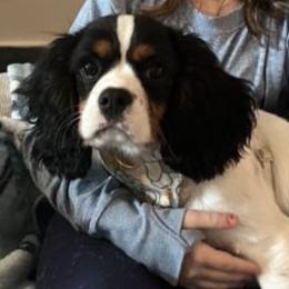 Charlie - Cavalier King Charles Spaniel