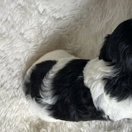 Cavapoos and Poodles from Lowcountry Cavapoos and Toy Poodles