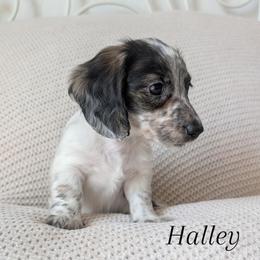 Halley - Piebald female Dachshund puppy in Valley Center, California from Destiny Dachsunds