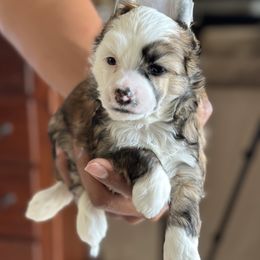 Chinese Crested Puppies from Fairwinds