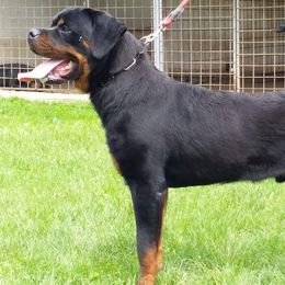 Dachshunds and Rottweilers from Northern Indiana Rottweilers