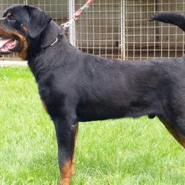 Dachshunds and Rottweilers from Northern Indiana Rottweilers