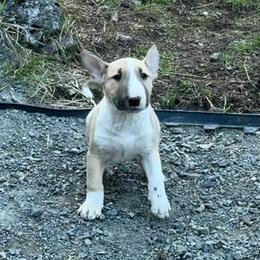 Haze - Fawn smut and white female Bull Terrier puppy in Sprauge, Washington from Mark My Words Bull Terriers
