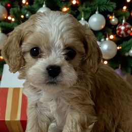 Jake - Apricot male Cavapoo puppy in Oklahoma from Rocky Oak Cavaliers & Biewer Terriers LLC
