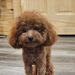 Poodle puppies from Meadowbrook Poodles