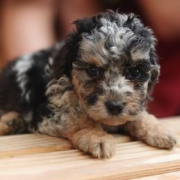 Penny - Blue merle female Aussiedoodle puppy in Orleans, Indiana from Mae Blossom Puppies