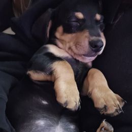 Girl 1 - Black and tan female Dachshund puppy in Buckeye, Arizona from Sweetwater Dachshunds