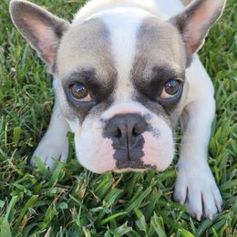 French Bulldogs from Clarence's French Bulldogs