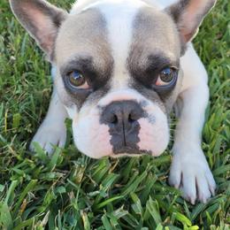 French Bulldogs from Clarence's French Bulldogs