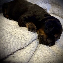 Boy 3 - Black and tan male Dachshund puppy in Covington, Louisiana from 6K Kennels