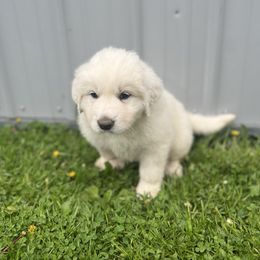 Great Pyrenees puppies from Blackmore Farm