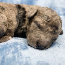 Flint - Merle male Cockapoo puppy in Bedford, Iowa from Our Father’s Doodles