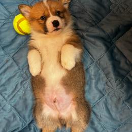 Dasher - Sable male Pembroke Welsh Corgi puppy in Nortonville, Kansas from Low Riders Corgis & Mini Aussies