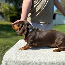 Bodhi - Dachshund