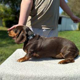 Bodhi - Dachshund