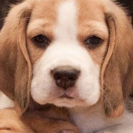 Beagles from Meadow Crest Beagles