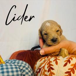 Cider - Cream male Goldendoodle puppy in Cedartown, Georgia from Loyal Doodles