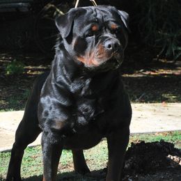 Rottweilers from Von Ruelmann Rottweilers