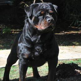 Rottweilers from Von Ruelmann Rottweilers