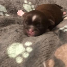 Daisy - Chocolate female Shih Tzu puppy in Milton, Florida from Shih tzu adventures of Santa Rosa Florida