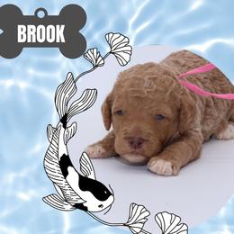 Brook - Merle male Bernedoodle puppy in Westminster, South Carolina from Goldendoodlepuppiessc