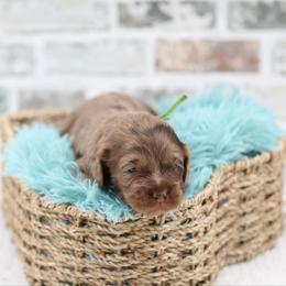 Winton - Merle male Australian Labradoodle puppy in Taylor, Michigan from Mi Best Doodle Ever, LLC