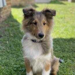 Shetland Sheepdog Puppies from Southern Charm Sheltie’s