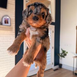 Prada - Blue merle female Aussiedoodle puppy in North Royalton, Ohio from Johnson's Doodles