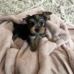 Pomeranian and Yorkshire Terrier Puppies from Coulter Creek Kennels