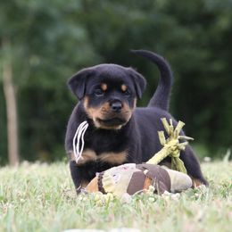 Aqua, Green Lt. Purple, Red, White, Yellow - Black and mahogany female Rottweiler puppy in Crossville, Tennessee from Flusstal Rottweilers