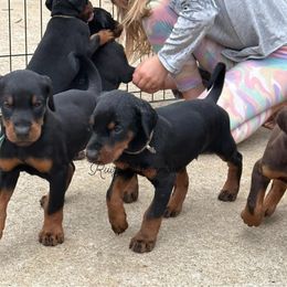 Doberman Pinscher Puppies from Ruiz Dobermans