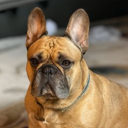Dougie - French Bulldog
