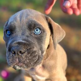 Zeus - Gray and fawn male Cane Corso puppy in Bangs, Texas from HOUSE OF HALL CANE CORSOS