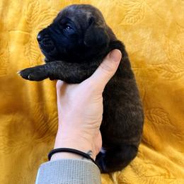 Daydream - Brindle female Great Dane puppy in Jerusalem, Arkansas from Mara Danes