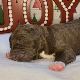 Boy 1 - Aussiedoodle puppy in Shell Lake, Wisconsin from KC Acres