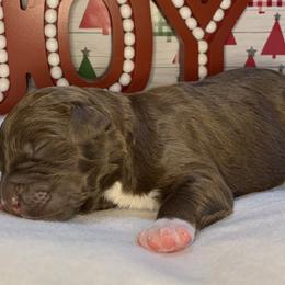 Boy 1 - Aussiedoodle puppy in Shell Lake, Wisconsin from KC Acres