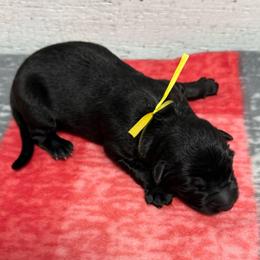 Yellow black female - Black female German Shepherd puppy in Herrick, South Dakota from Dakota Shepherds Kennels
