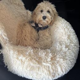 Goldendoodle Puppies from Happy_Tails_by_TJ