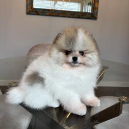 Petunia - Cream sable parti female Pomeranian puppy in Concord, California from Eelan’s Poms