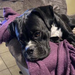 Maverick - Boxer