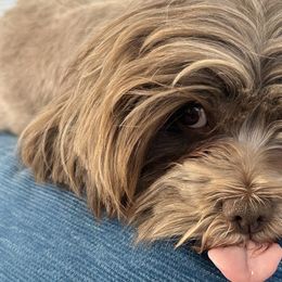 Cavapoos, Havanese, Havapoos, and Poodles from West Cobb Dogs