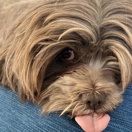 Cavapoos, Havanese, Havapoos, and Poodles from West Cobb Dogs