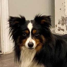 Titus - Toy Australian Shepherd