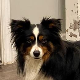 Titus - Toy Australian Shepherd