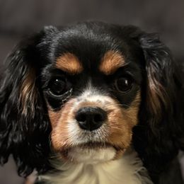Cavalier King Charles Spaniels, Miniature Pinschers, Miniature Schnauzers, and Shih Tzus from Boggy Depot Cavaliers & Friends