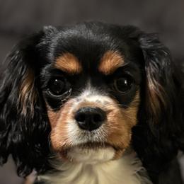 Cavalier King Charles Spaniels, Miniature Pinschers, Miniature Schnauzers, and Shih Tzus from Boggy Depot Cavaliers & Friends