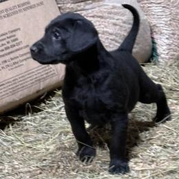 Girl 4 - Black female Labrador Retriever puppy in Black Creek, Wisconsin from Copper View Farm German Shepherds and Labrador Retreivers
