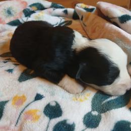 Brook - Black tri female Miniature Australian Shepherd puppy in Penn Valley, California from Ghostfire Mini Aussies